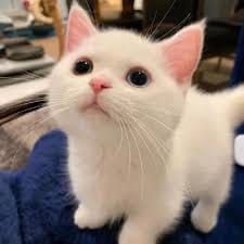 دنش تیمور avatar